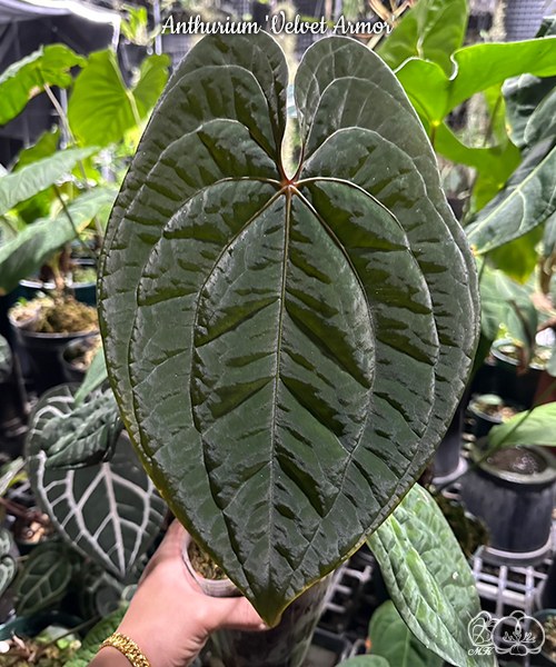 寒蘭-26237　262　桃神×力王　苗　交配種 美琪園藝Miki Orchid - 批發專區
